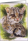 Bantam card