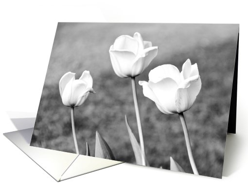 Black & White Tulips Happy Birthday card (435124)