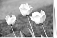 Black & White Tulips Happy Birthday card