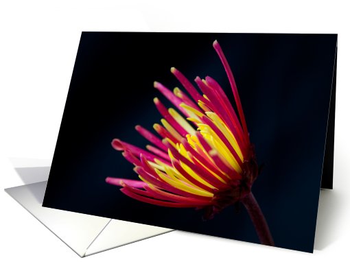 Happy Birthday Wishes - Red & Yellow Flower card (437666)
