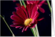 Red Flower - Blank Inside card