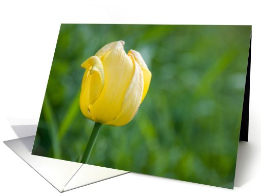 Yellow Tulip - Blank Inside card (443053)