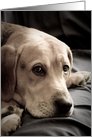 Happy Belated Birthday - Sad Dog card