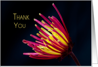 Thank You - Red and Yellow Flower card
