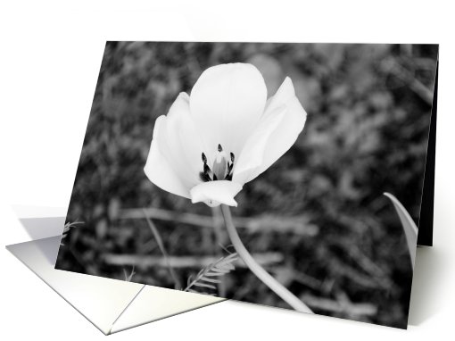Black & White Flower - Blank Inside card (445384)