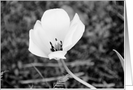 Black & White Flower - Blank Inside card