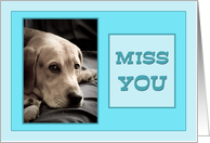Missing You - Sad Dog card