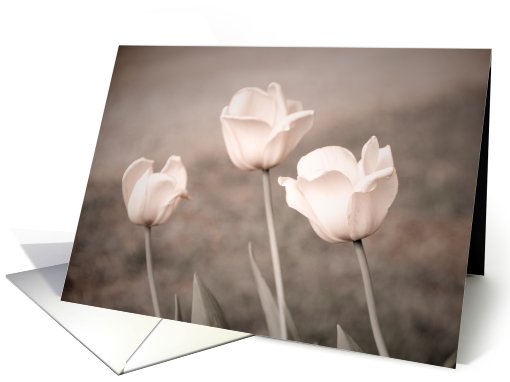 Pink Tulips - Blank Inside card (450949)