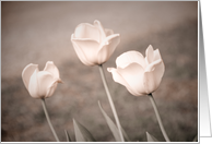 Pink Tulips - Blank Inside card