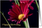 Red flower Happy Birthday from all of us card