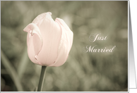 Pink Tulip Just Married announcement Card