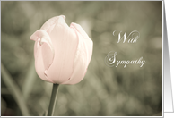 Pink tulip Sympathy...