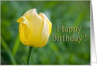 Yellow tulip Happy Birthday from all of us card