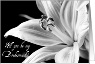 Black and White Lily...