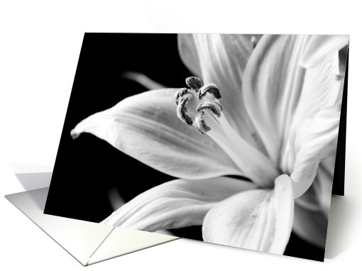 Black and White Lily Blank card (471207)