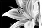 Black and White Lily Blank Card