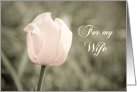 Pink Tulip Vow Renewal for Wife Card