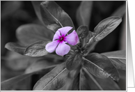 Purple Flower Blank Card