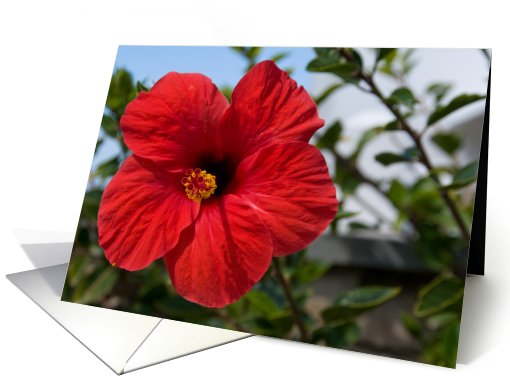 Red Flower Blank card (506313)