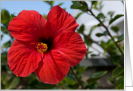 Red Flower Blank Card