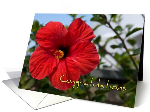 Red Flower Congratulations card (509135)