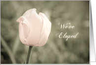 Pink Tulip Elopement...