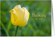 Yellow Tulip Thinking of You Daughter Card