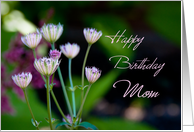 Happy Birthday Mom...