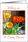Wishing You A Speedy Recovery, Sunny Garden Tulips, card