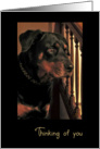 Thinking of you, Handsome Rottweiler Dog card