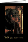 Wishing you where here, Handsome Rottweiler card