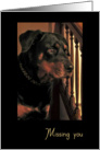 Miss You and Thanks for Being in My Life, Handsome Rottweiler card