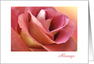 Always Love, pink rose close view card