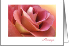 Always Love, pink rose close view card