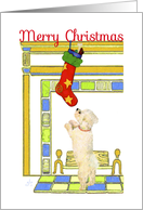 Merry Christmas, Bichon Frise and Christmas Stocking card