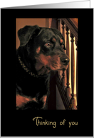 Thinking of you, Handsome Rottweiler Dog card