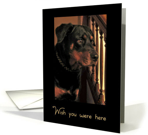 Wishing you where here, Handsome Rottweiler card (827793)