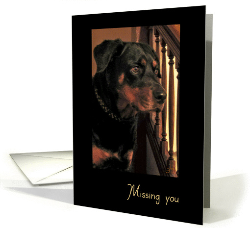 Miss You and Thanks for Being in My Life, Handsome Rottweiler card