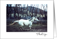 Thank You, Thoroughbred Horse Running in the Pasture card