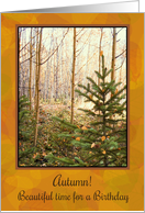 Happy Autumn Birthday To A Special Person, Aspens and Pine Tree card