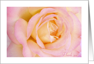 Thank You with a Soft Pink Peace Rose card