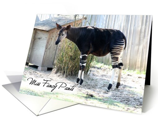 Miss Fancy Pants Hello card (440699)