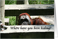 Peeking Orangutan card