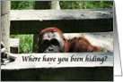 Peeking Orangutan card