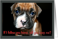 Keep Me Boxer Puppy