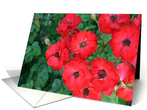 Flowers Blank Inside card (444858)