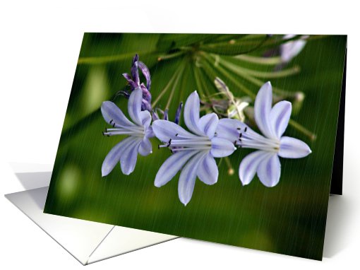 Lavender Flowers Blank Inside card (469857)