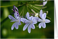 Lavender Flowers Blank Inside card