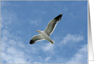 Soaring Sea Gull card