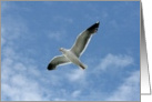 Soaring Sea Gull card